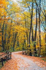 Stunning nature panorama of peaceful forest. Autumn trail path landscape with morning mist and sunshine. Colorful leaves, dream nature landscape. Tranquil orange yellow leaves. Panoramic inspire scene