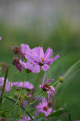 flowers and cosmos and roses in the garden
