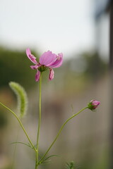 flowers and cosmos and roses in the garden