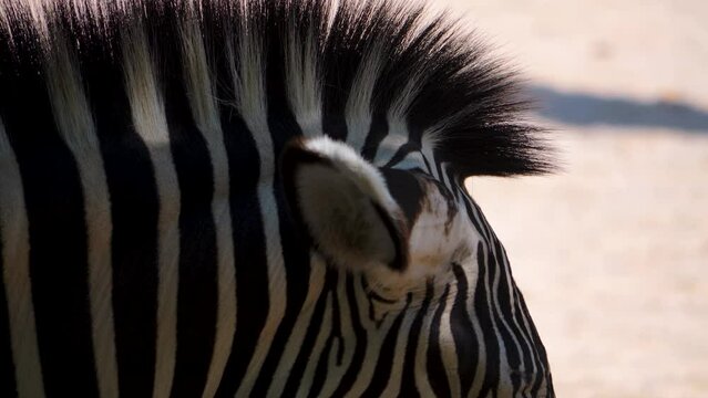 A Zebra head close up moving around on a sunny day