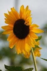 sunflowers in the garden in fall