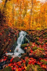 Rideaux Cascades Autumn creek woodland with sunny yellow trees foliage rocks in forest mountain. Idyllic travel hiking landscape, beautiful seasonal autumn stream. Amazing peaceful colorful outdoor inspire nature lush  © icemanphotos