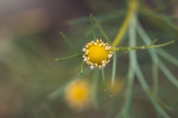 Kwiar żółty