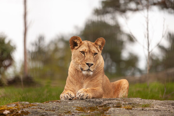 The lioness lies on a stone. Animal portrait close-up