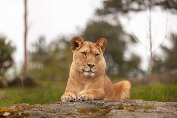 The lioness lies on a stone. Animal portrait close-up © Eleonora