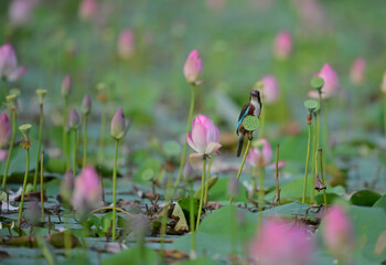 King fisher in beautiful lotus flowers in the Morning