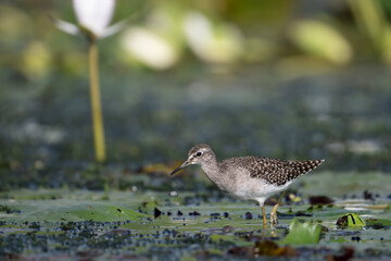 Wood Sandpiper on Floating leaf of water lily in Morning