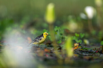 Yellow Wagtail bird in the Water Lily Pond
