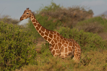 Reticulated giraffe - Giraffa reticulata or Giraffa camelopardalis reticulata in bush at green background. Photo from Samburu Game Reserve in Kenya. © PIOTR