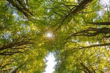 Up from the bottom view of the tops of trees with green foliage, the top of forest trees among which the rays of the sun break through