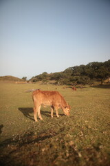 Madeira 2023 Feenwald, Laurisilva