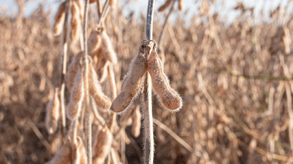 Soybean pods in field
