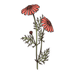 isolated hand drawn flowers colorful