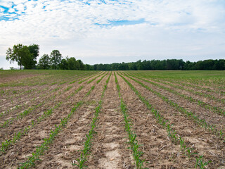 Fototapeta na wymiar Corn growing in cereal rye cover crop residue, regenerative agriculture