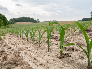 Corn sprouting in no-till field