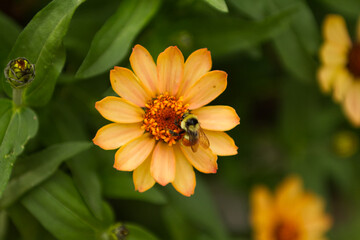 Yellow flower with bee