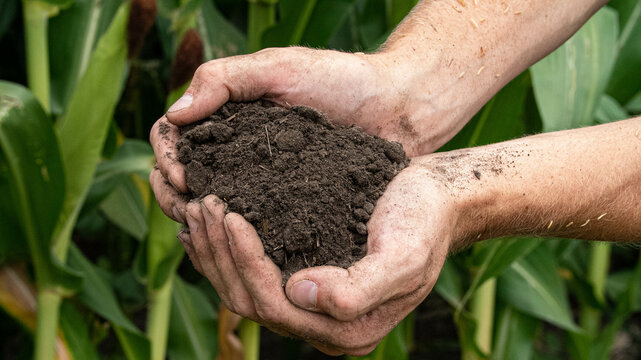 Handful of healthy soil from regenerative agriculture field