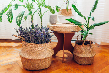 Wicker straw basket as flowerpot for houseplant on rattan pad. Boho style interior decor. Eco natural modern furniture