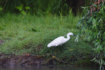 A majestic pelican standing gracefully in a lush green field in the Danube Delta Danube Delta wild life birds