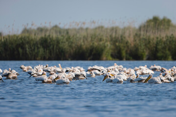 A bustling gathering of water birds in the scenic Danube Delta Danube Delta wild life birds