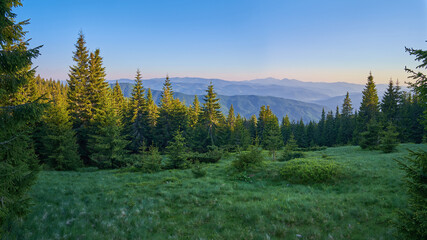 Summer evening on the edge of a coniferous forest in the mountains. Serene green landscape in the Carpathian mountains