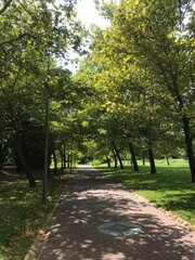 Fototapeta na wymiar Walking Way in the Lush Green Park on a Sunny Summer Day