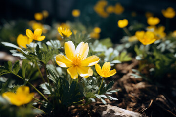 Pheasant's eye, or yellow pheasant's eye (Adonis vernalis) blooming in spring steppe