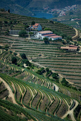 Fototapeta na wymiar Vineyards near Pinhao in the Douro Valley, Portugal.