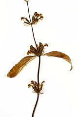 Obraz premium Dried specimen of sage