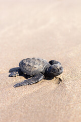 Tortuga Golfina sobreviviente en la arena de la playa