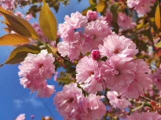 Sakura blossoms closeup, blue sky