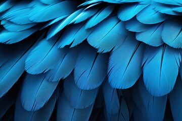 Parrot .Close up of Blue Macaw Feathers