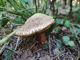 Kuhpilz im Wald