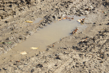 Autumn weather, yellow leaves in a muddy puddle.