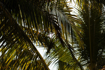 Fondo de hojas de palma en contraste con cielo claro y soleado.