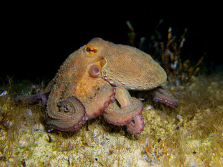 Common octopus at night © Sakis Lazarides