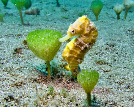 Yellow seahorse attached to a marine plant