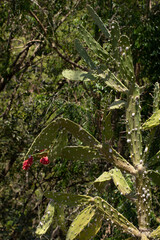 Nopal con tunas rojas en un pueblo de México.