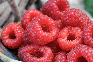 Delicious raspberries freshly picked from the bush in the home garden.