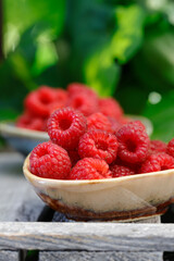 Delicious raspberries freshly picked from the bush in the home garden.