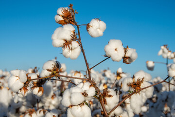 cotton farm with open plumes for harvesting