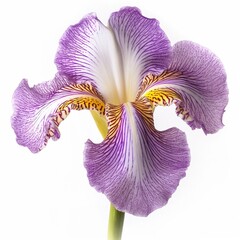 Iris flower white background 