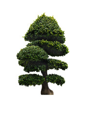 tree bending isolated on white background whit clipping path.