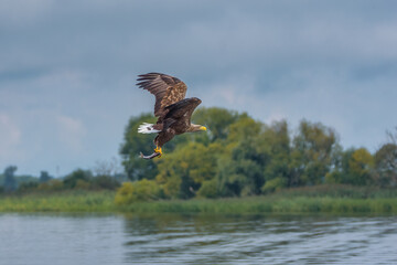 White-tailed eagle