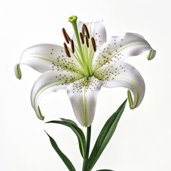 Lily lilium white background 