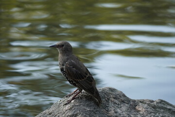 black bird near the river