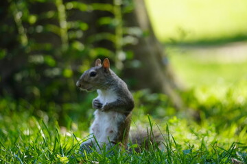 squirrel on the grass