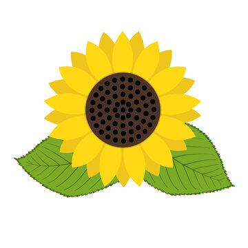 sunflower flower art drawn style