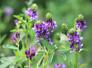 The field is blooming alfalfa