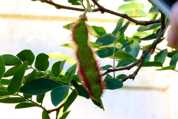 Bristly Locust Bean Pod 02